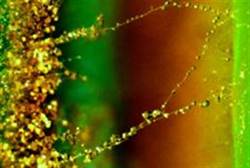 Israeli Researchers Discover Fungi-Bacteria Partners