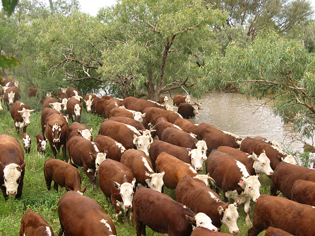 Using DNA to Beat Cattle Thieves and Kashrut Fraud