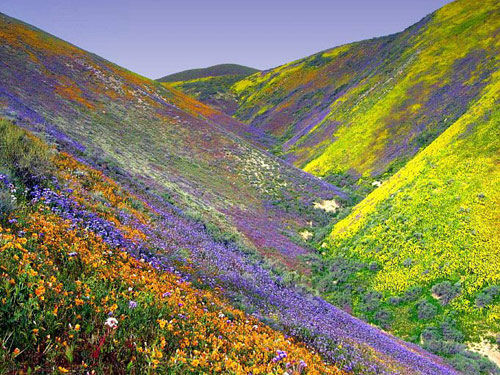 How Israel Made the Desert Bloom
