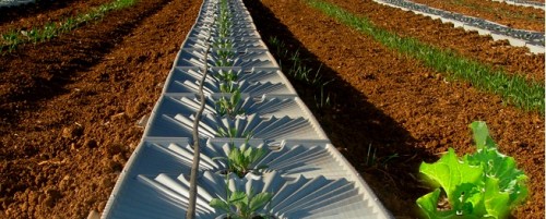 Palestinian and Israeli Farmers Improving Gazan Economy
