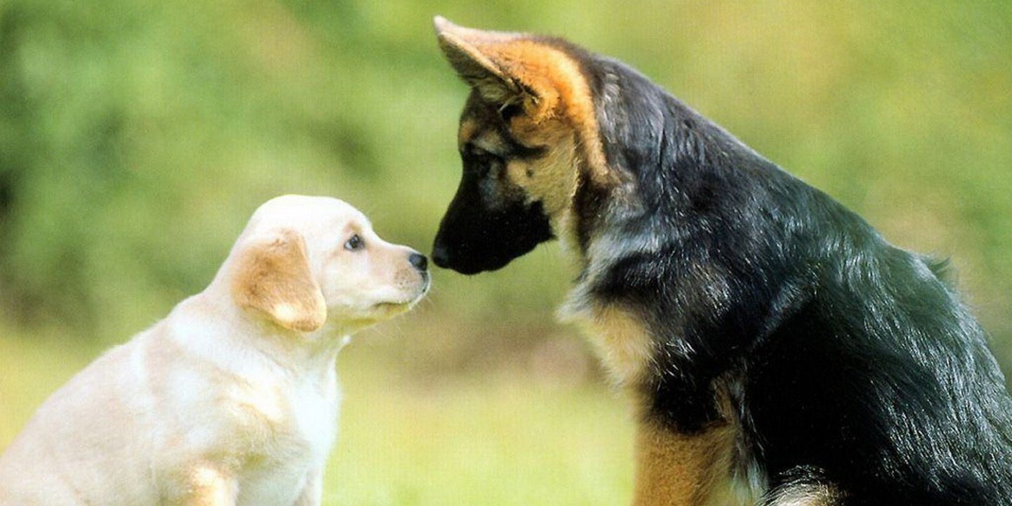 Unique Ways Israelis Love Their Dogs