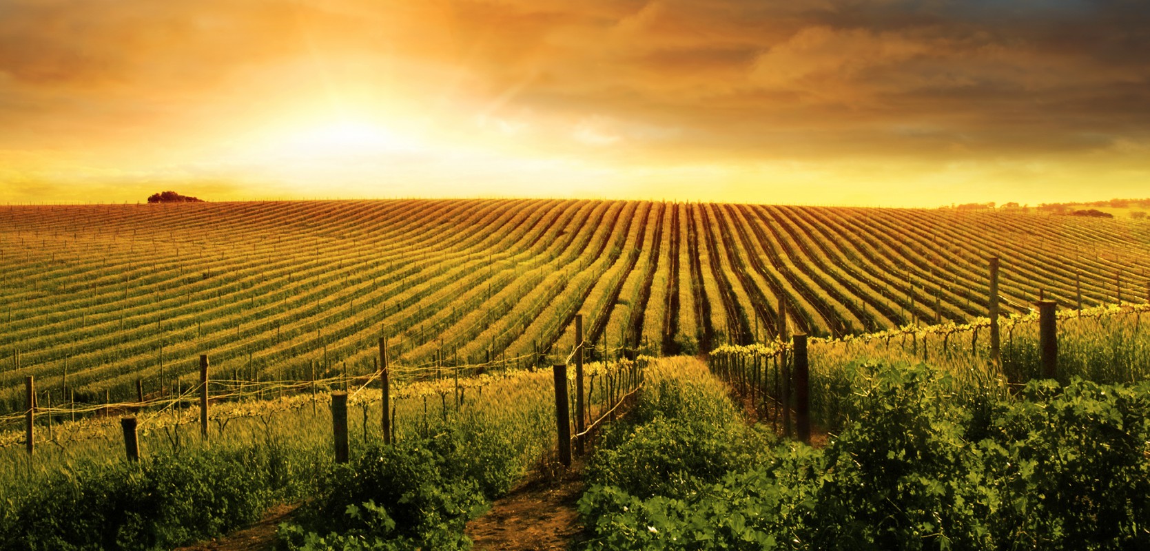 12 Best Wineries to Visit in Israel